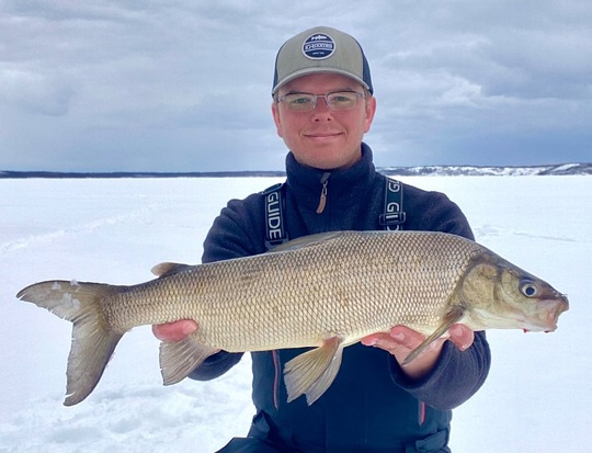 Lake Whitefish