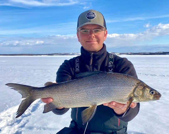 Lake Whitefish