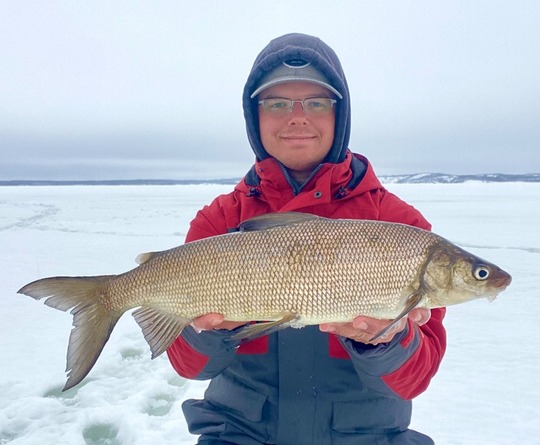 Lake Whitefish
