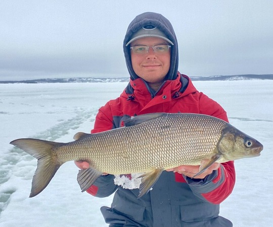 Lake Whitefish