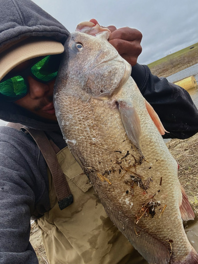 Freshwater Drum