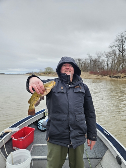 Bullhead