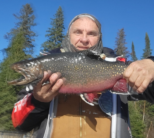 Brook Trout