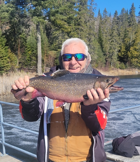 Brook Trout