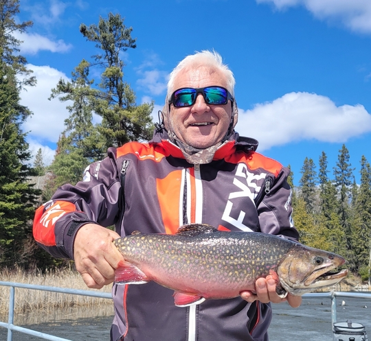Brook Trout