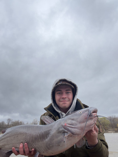 Channel Catfish