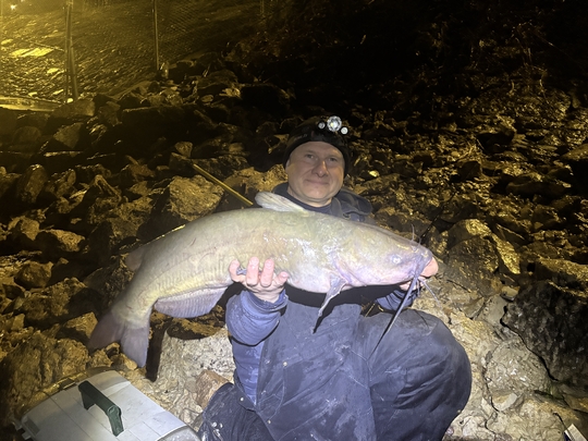 Channel Catfish