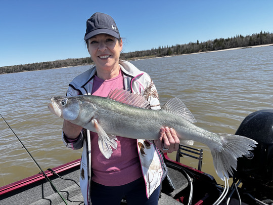 Walleye