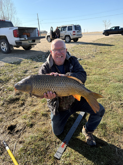 Common Carp