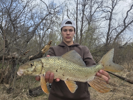 Sucker