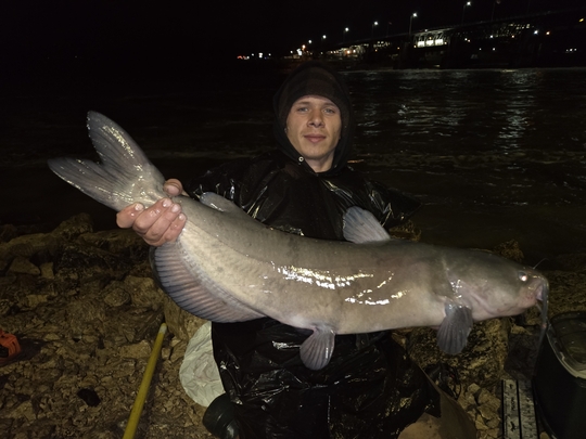 Channel Catfish