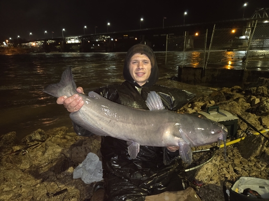 Channel Catfish