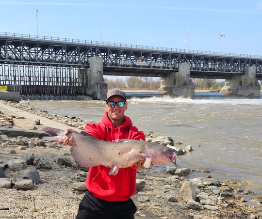 Channel Catfish