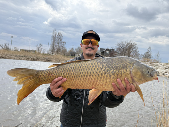 Common Carp