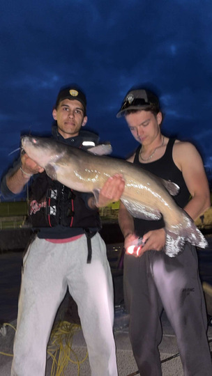 Channel Catfish