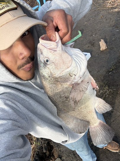 Freshwater Drum