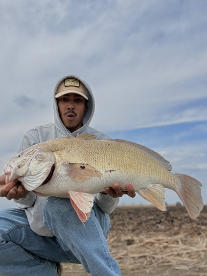 Freshwater Drum
