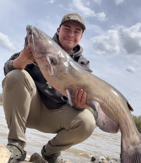 Channel Catfish