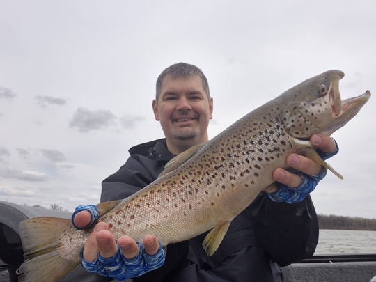 Brown Trout