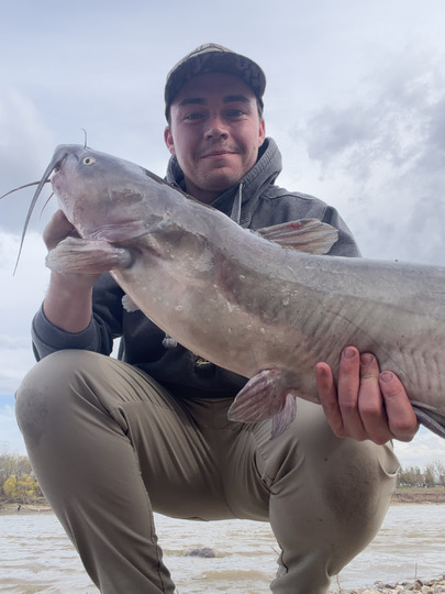 Channel Catfish