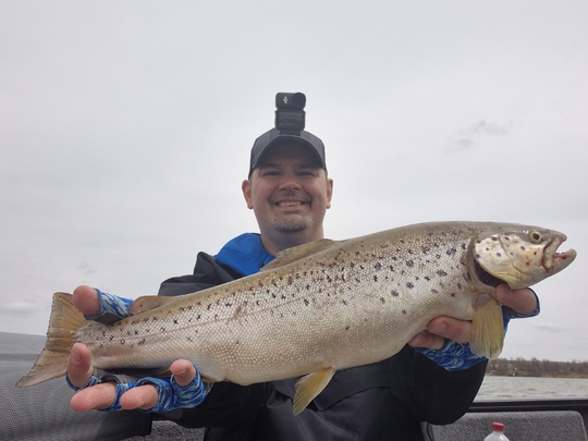 Brown Trout