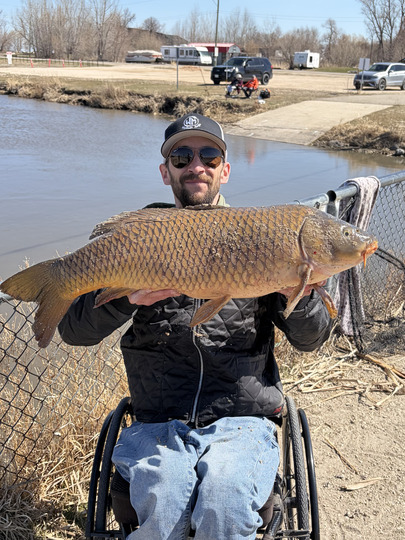 Common Carp