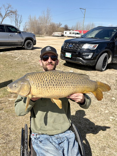 Common Carp