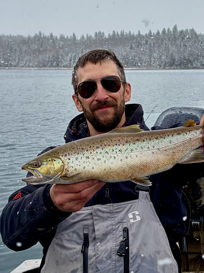 Brown Trout