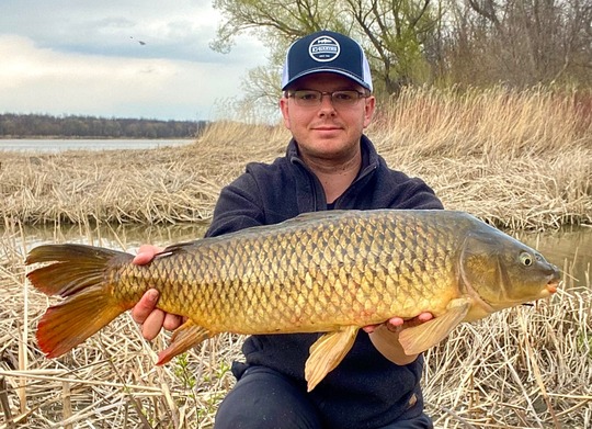 Common Carp