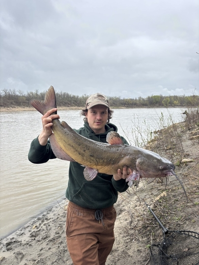 Channel Catfish