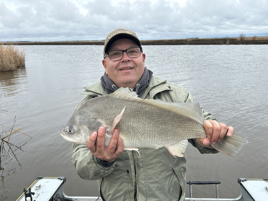 Freshwater Drum