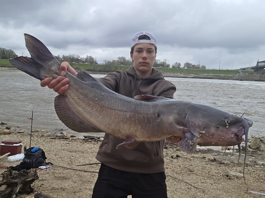 Channel Catfish