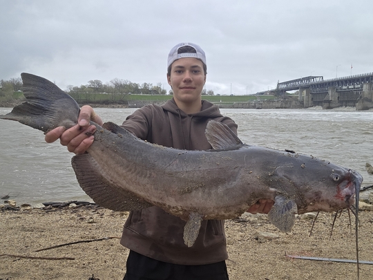 Channel Catfish