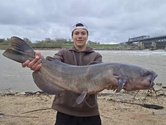 Channel Catfish