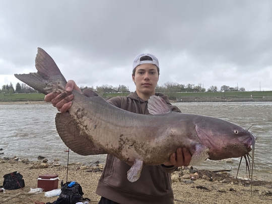 Channel Catfish