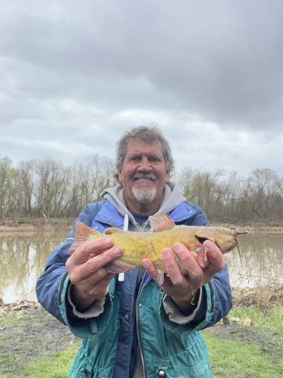 Bullhead