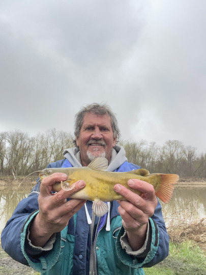 Bullhead
