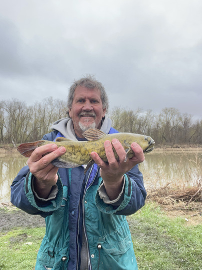 Bullhead