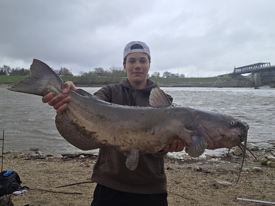 Channel Catfish