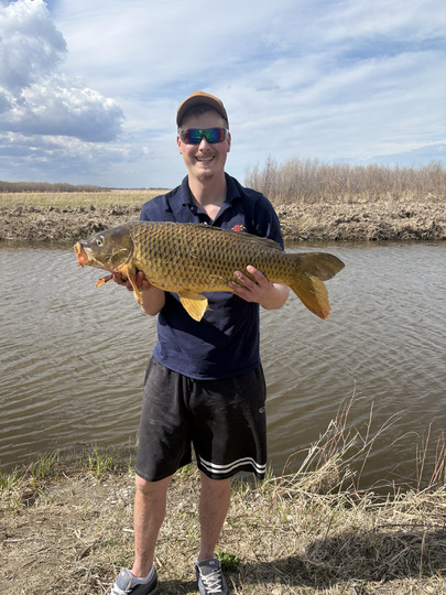 Common Carp