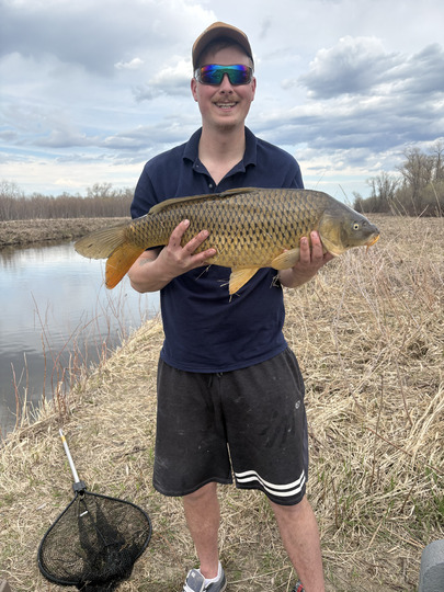 Common Carp