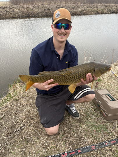 Common Carp