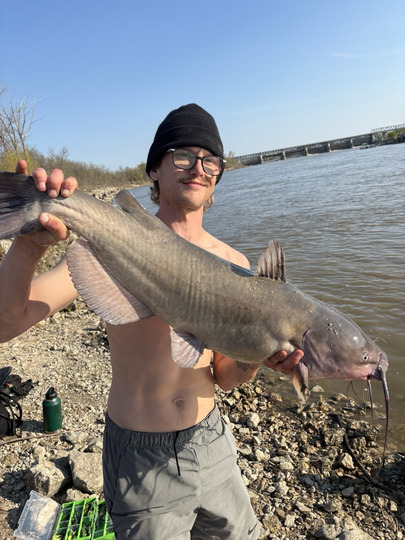 Channel Catfish