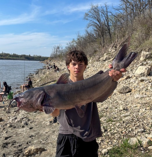 Channel Catfish