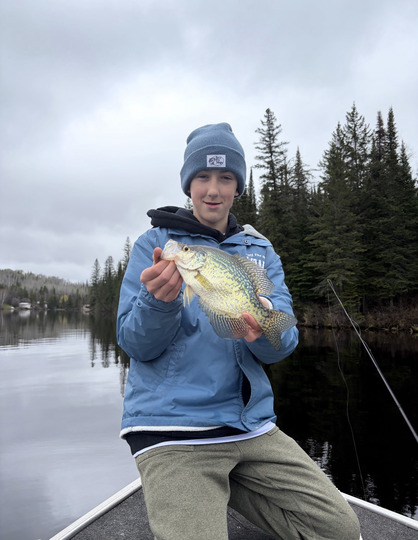 Black Crappie
