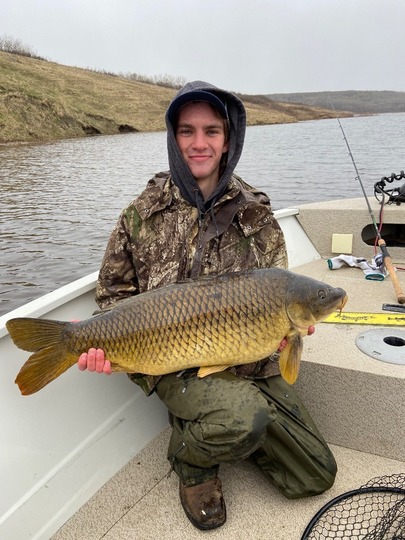 Common Carp