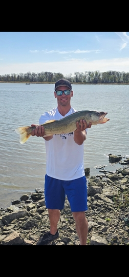 Walleye