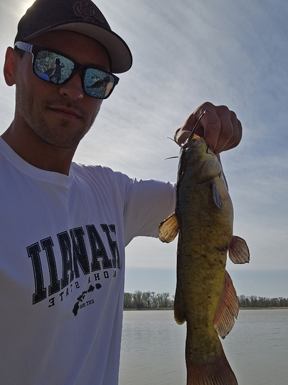 Bullhead