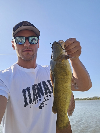 Bullhead