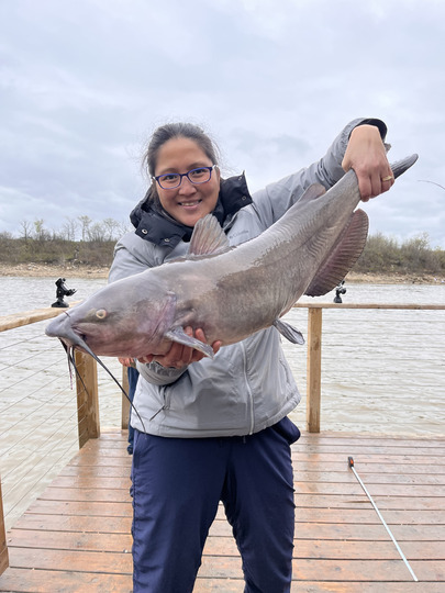 Channel Catfish